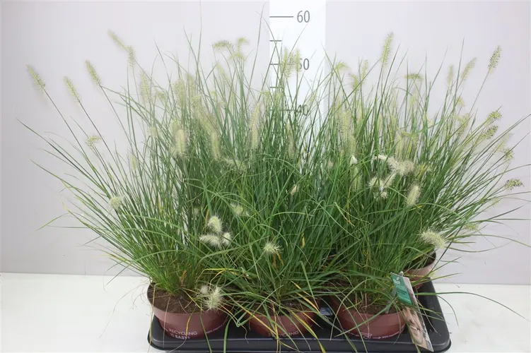 Pennisetum Al Little Bunny črepník 17 cm