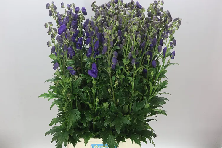 Aconitum Car Arendsii 95 cm
