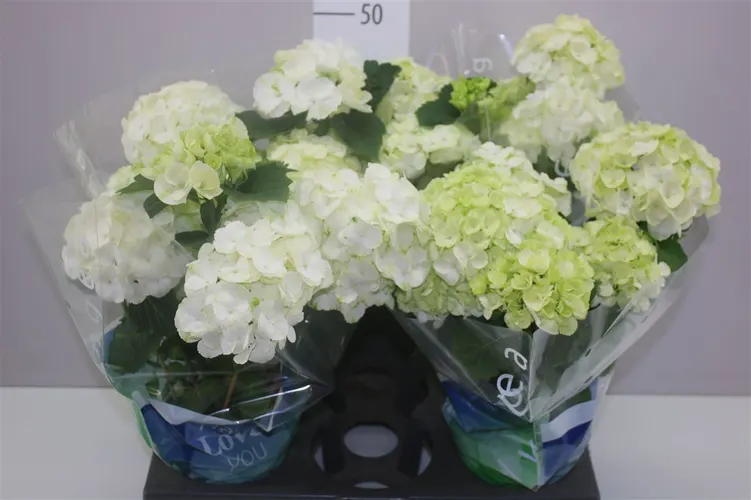 Hortenzia črepníková Wudu 4-5 črepník 15 cm