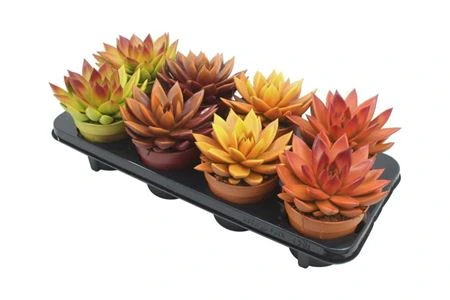 Echeveria Bicolor mix črepník 12 cm