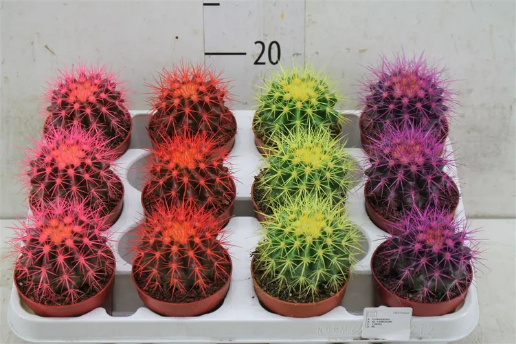 Echinocactus Rainbow mix črepník 8,5 cm