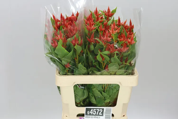 Celosia Sp Celway Orange 60 cm