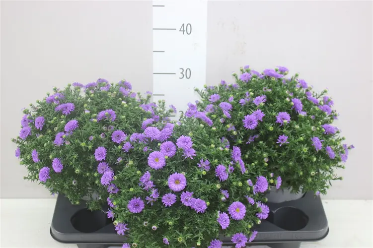 Aster D Purple Lady črepník 17 cm