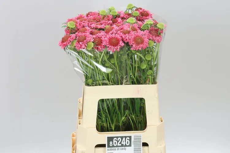 Scabiosa Atr Candy Scoop 60 cm