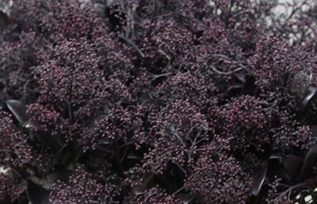 Skimmia farbená Aubergine + Glitter 45 cm