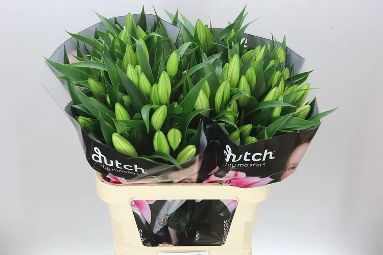 Lil Or Frontera 85 cm