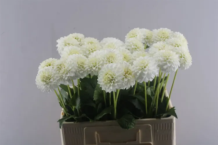 Dahlia Petra,s Wedding 60 cm