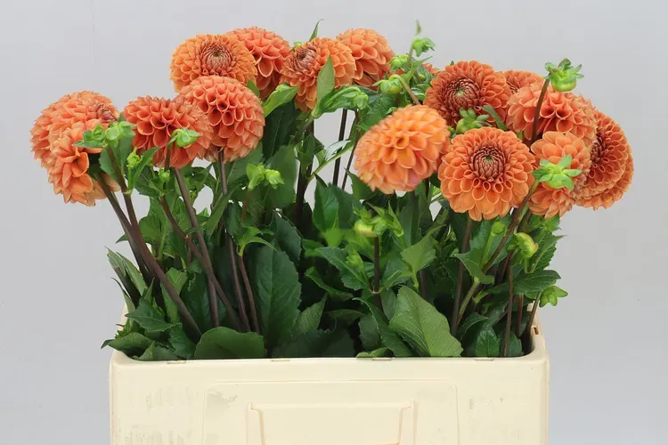 Dahlia Cornel Bronze Ex 60 cm