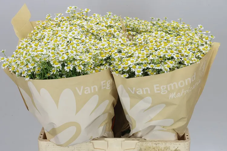 Tanacetum Cameron 60 cm