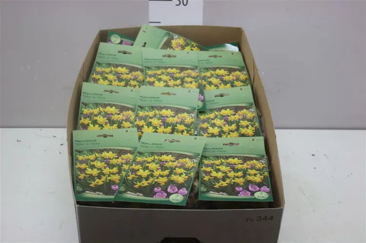 Kvetinové cibuľky (Flower Bulbs)