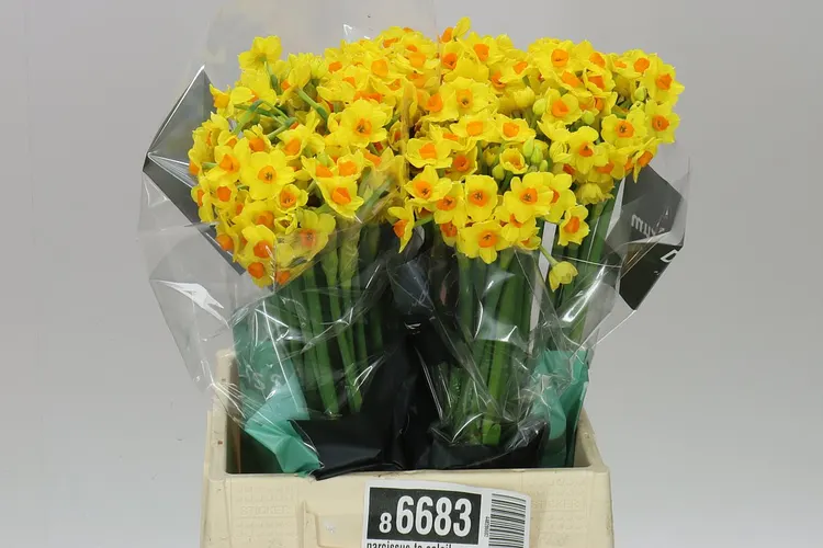 Narcissus Ta Grand Soleil X20 45 cm