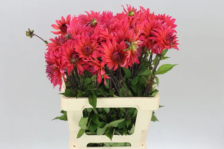 Dahlia Pink Punk 60 cm