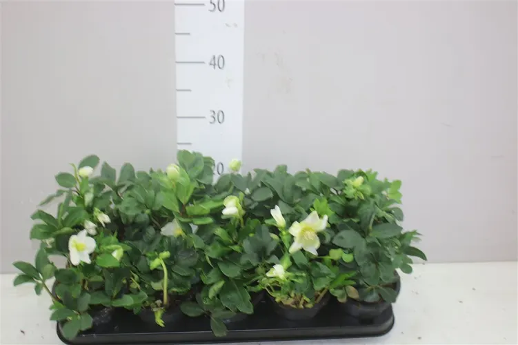 Helleborus N Happy Day 10+ črepník 12 cm