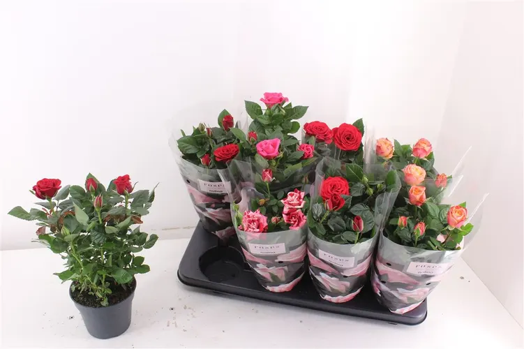 Ruža črepníková Patio mix črepník 13 cm