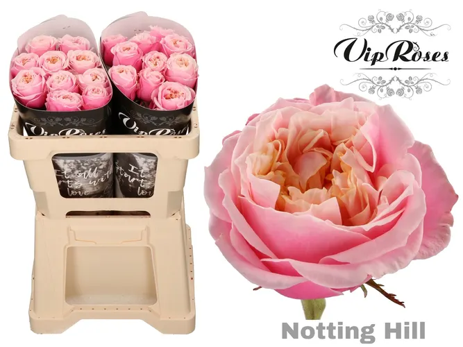 R Gr Notting Hill 50 cm