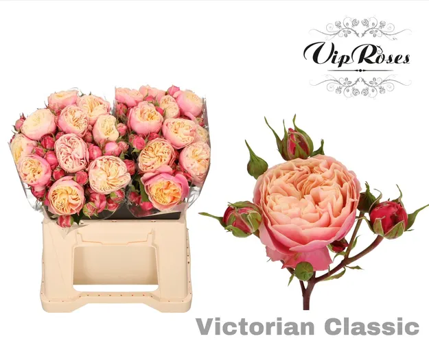 R Tr Victor Classic@ 40 cm