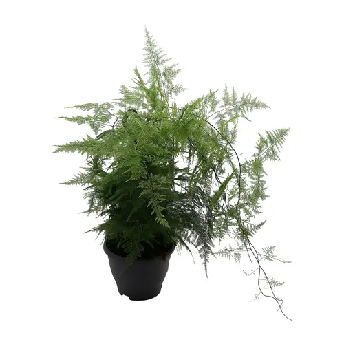 Asparágus Setaceus, závesný črepník črepník 19 cm