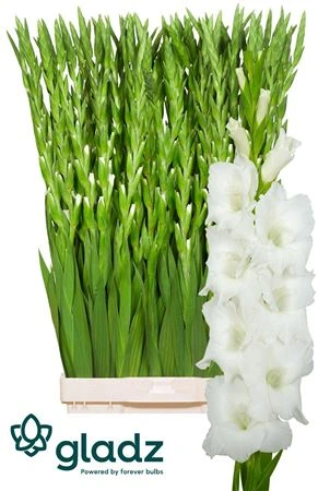 Gladiola Nova Zembla 115 cm