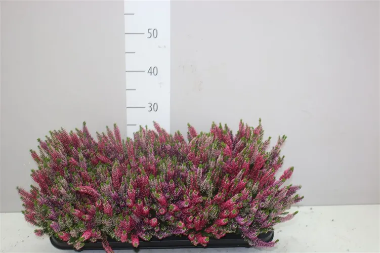 Calluna Beauty Ladies Trio Wildberry črepník 10,5 cm