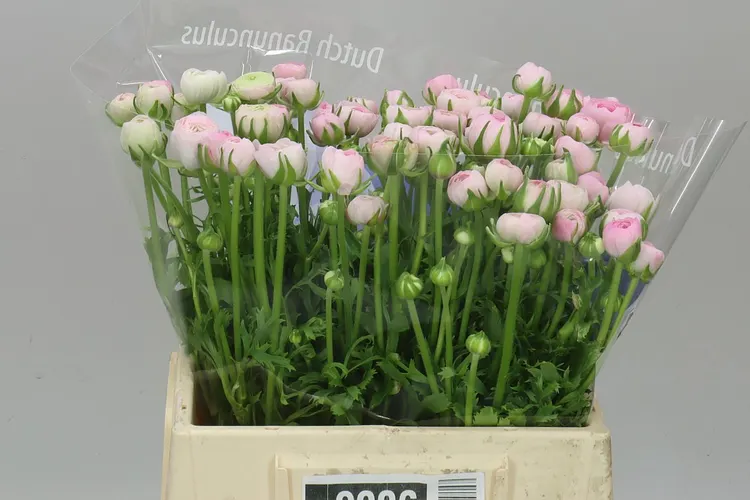 Iskerník Pink 40 cm