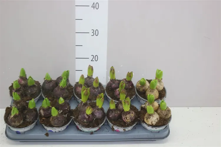 Hyacint mix 3pp črepník 12 cm