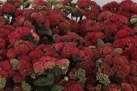 Sedum Magical Lizzy 55 cm