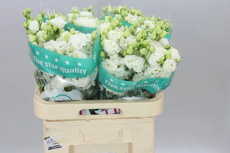Eustóma plnokvetá Allisa Pure White 70 cm