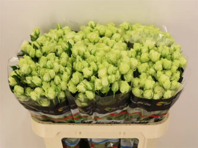 Ruža trsová Green Glow 70 cm