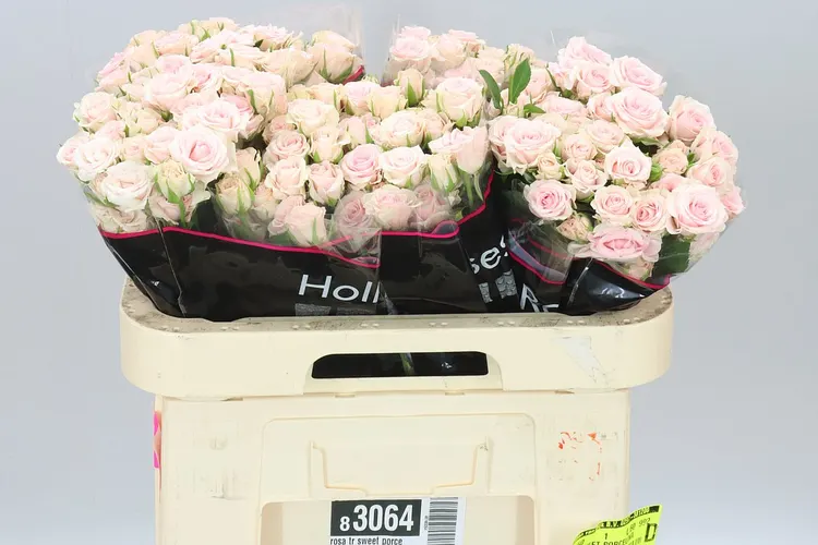 Rosa Tr Sweet Porcelina 60 cm