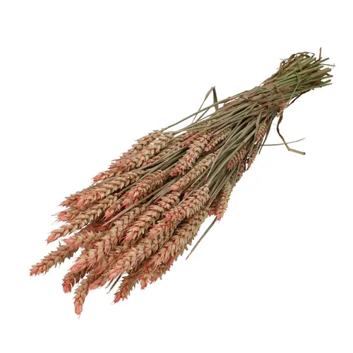 Sušený kvet Wheat 60- ružová 70 cm