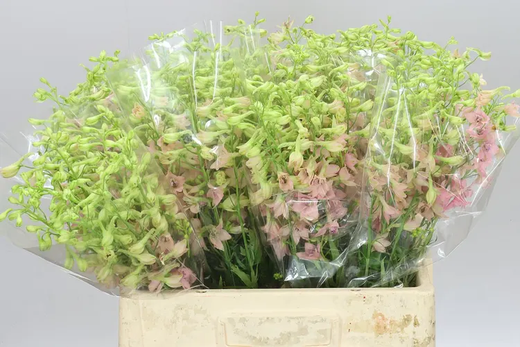 Delph En Pink Sensation 60 cm