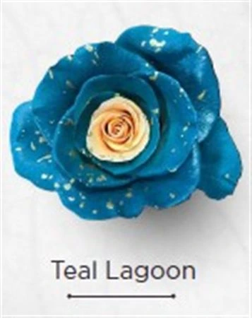 Ruža farbená Teal Lagoon, Ekvádor 50 cm