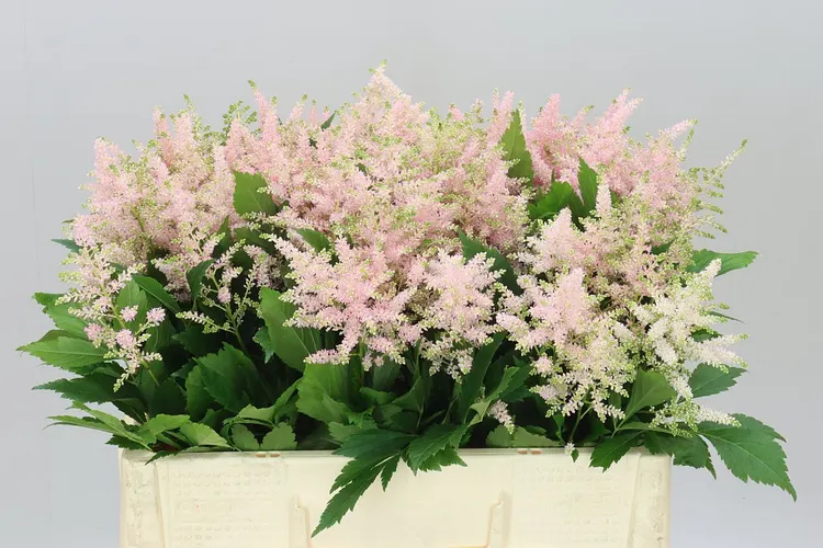 Astilbe Europa 55 cm
