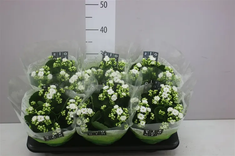 Kalanchoe Calandiva Wit črepník 15 cm
