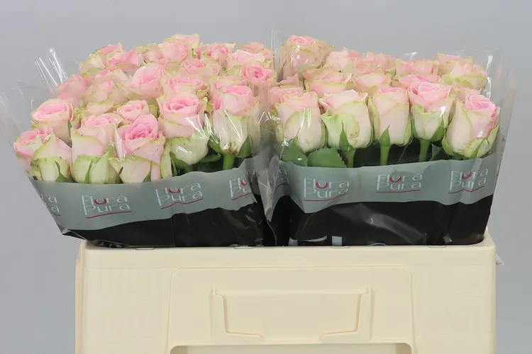 Rosa Gr Olivia 50 cm