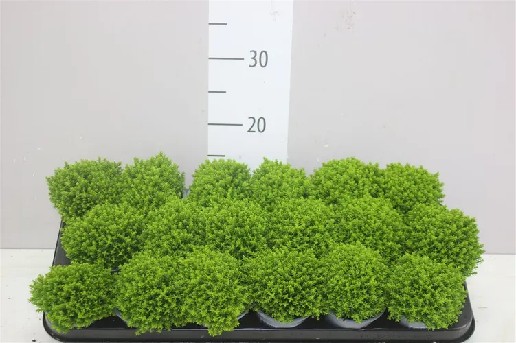 Hebe Green Globe črepník 9 cm