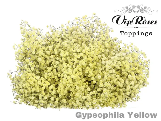 Gypsofila Pa Yellow 80 cm