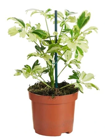 Šeflera (Schefflera)