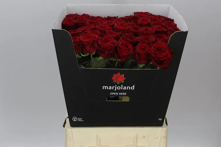 Ruža Red Naomi! Marjo Xl 70 cm