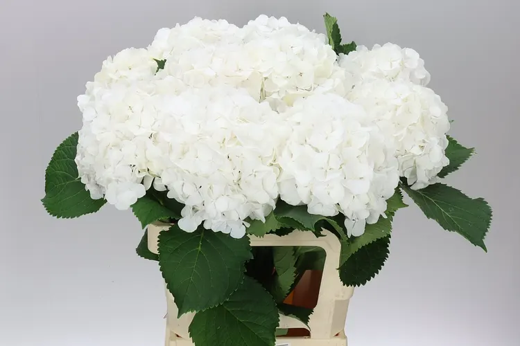 Hyd Verena White 60 cm