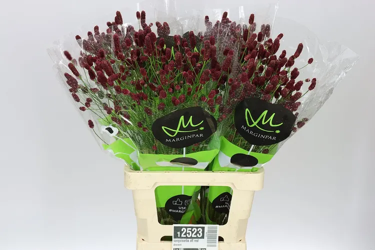 Sanguisorba Of Red Dream 70 cm