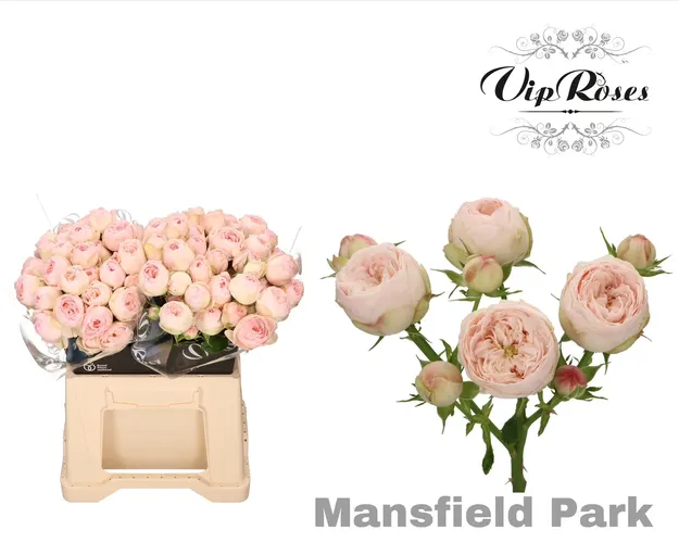 R Tr Mansfield Park X20 40 cm