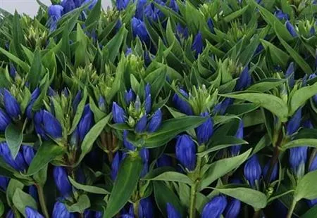 Gentiana Blue 50 cm