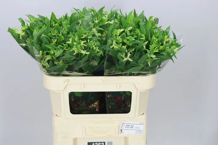 Alstroméria Charm Jade 70 cm