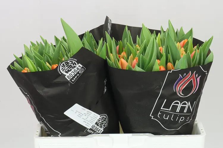 Tulipán jednoduchý Time Out 40 cm