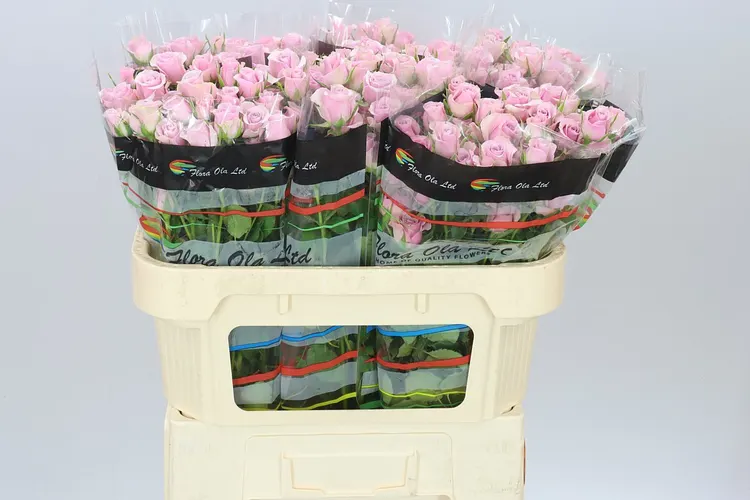 Rosa Tr Leila 70 cm