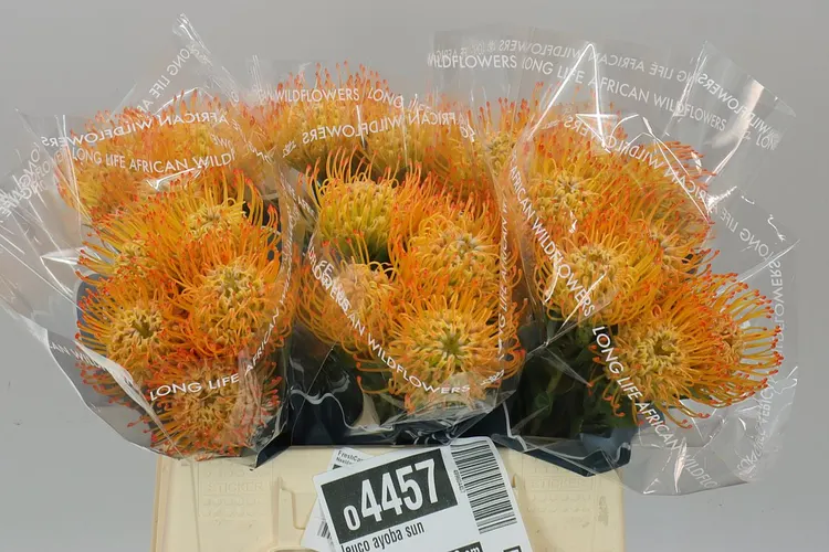 Leucospermum Ayoba Sun 40 cm