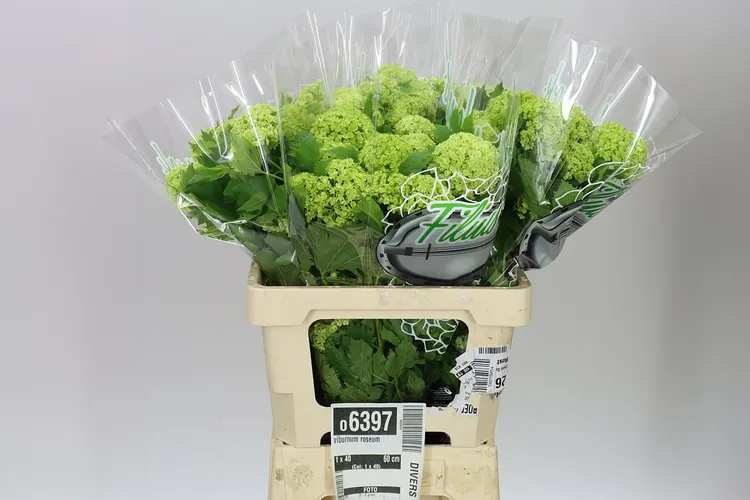 Kaaps Everlasting 40 cm