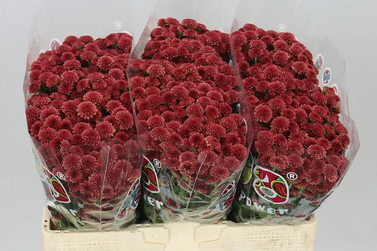 Chryzantéma santini Mad Red Tyolo 55 cm