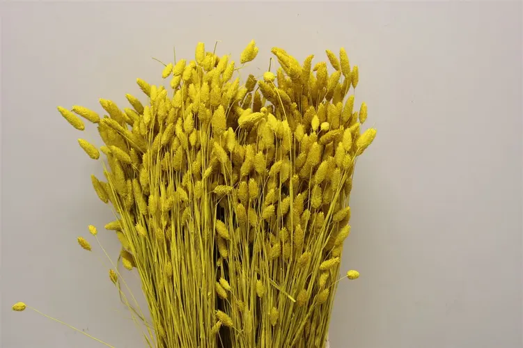 Dried Phalaris Yellow 65 cm
